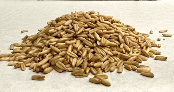 Dehner Geschälter Hafer – 10 Kg Packung (10x1 Kg), Futter Für Nager, Kaninchen & Vögel