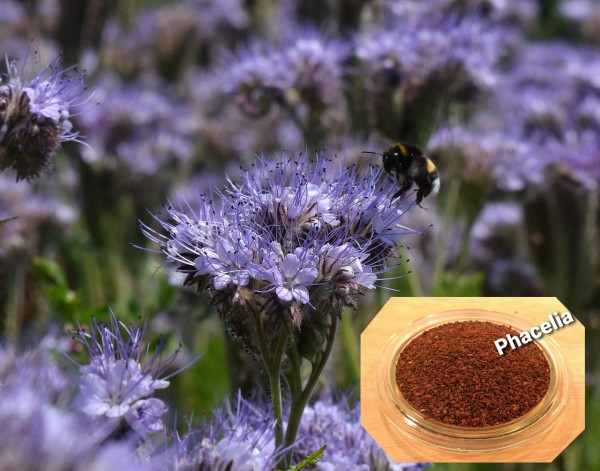 Phacelia 0,5 kg - 10 kg Bienenweide Saatgut Imkerpflanze